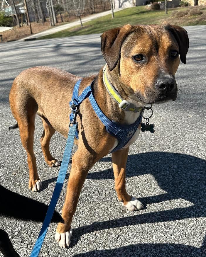 Roady, Adoptable, Young Male Rottweiler & Mixed Breed.