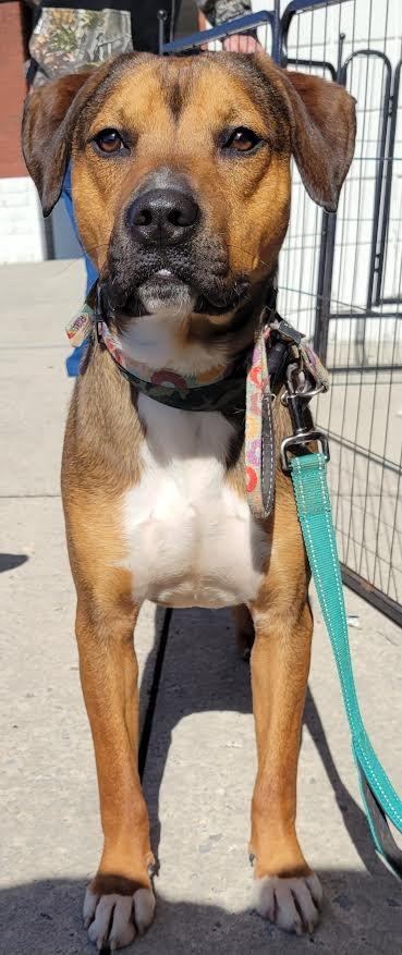 Enlarge Roady, a Adoptable mixed breed in Crossville, TN image 3/6