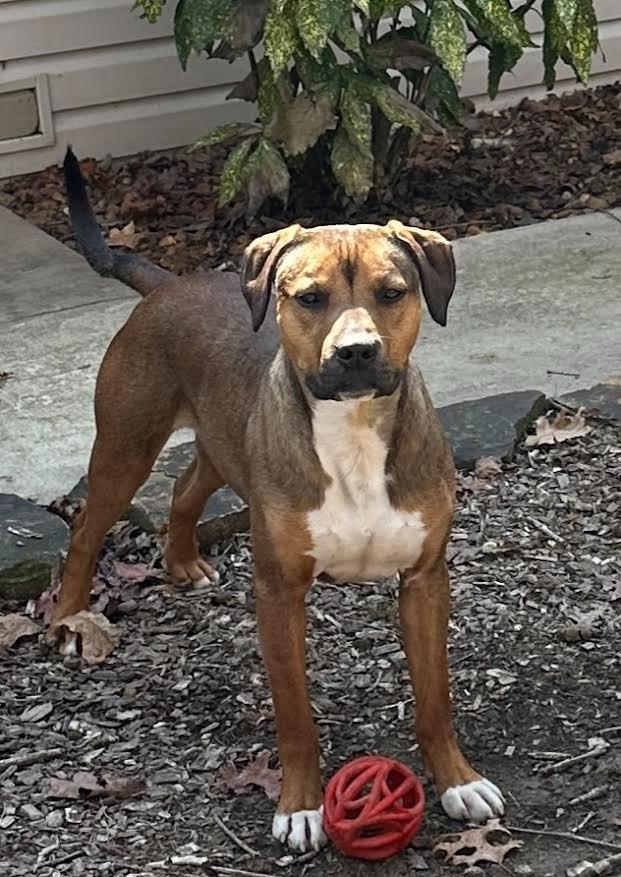 Enlarge Roady, a Adoptable mixed breed in Crossville, TN image 4/6