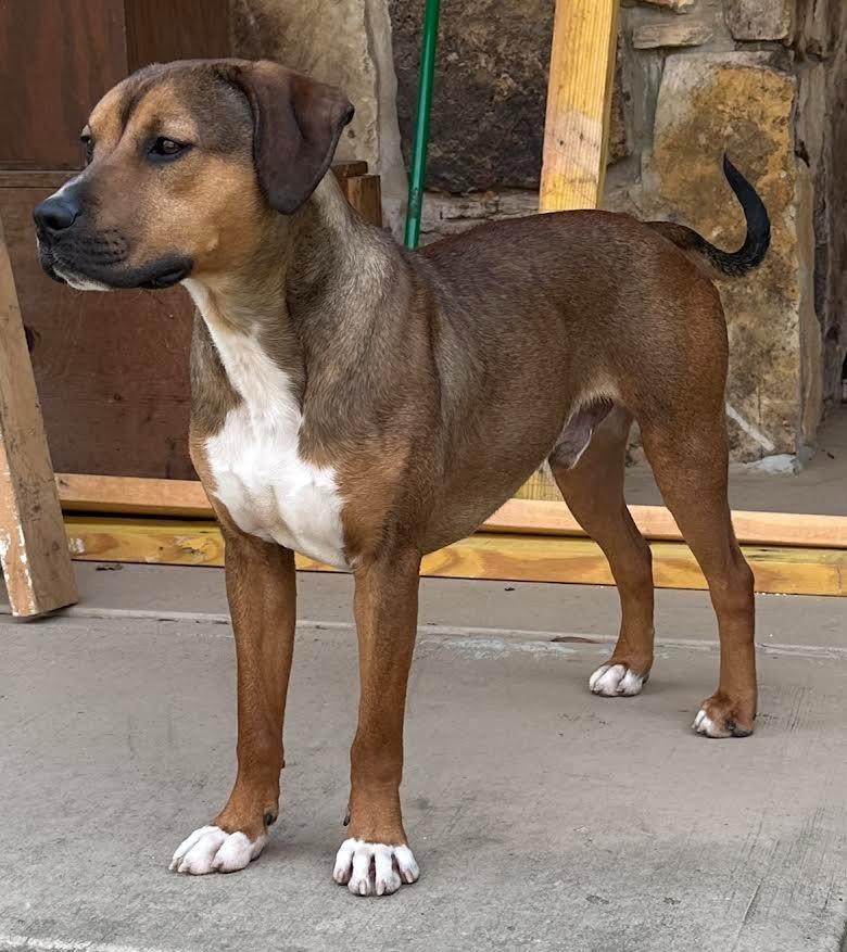 Enlarge Roady, a Adoptable mixed breed in Crossville, TN image 5/6