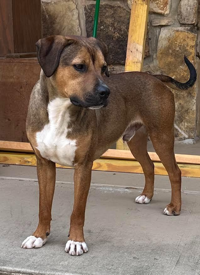Enlarge Roady, a Adoptable mixed breed in Crossville, TN image 6/6