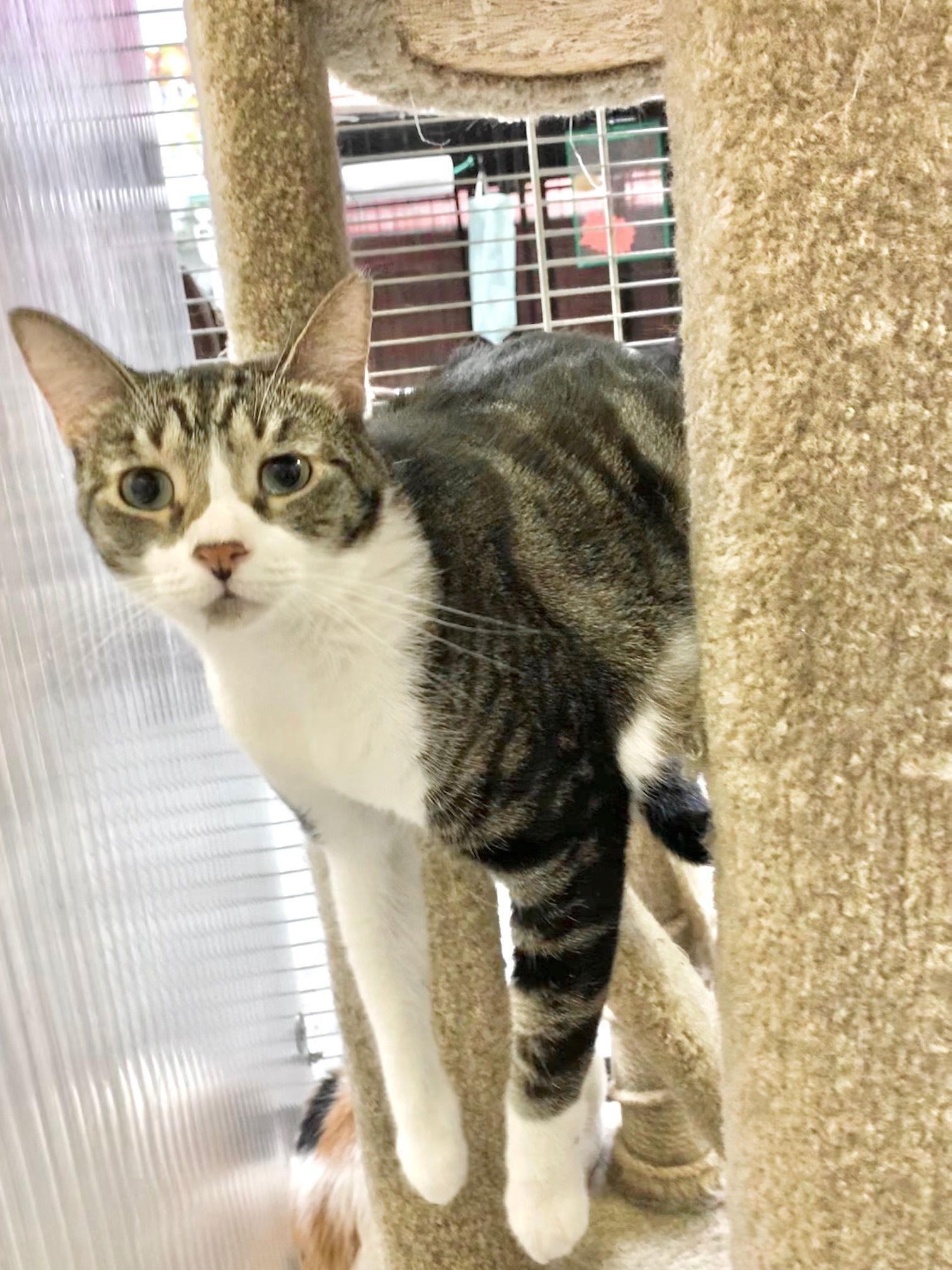 Perry, Adoptable, Young Male Domestic Short Hair.
