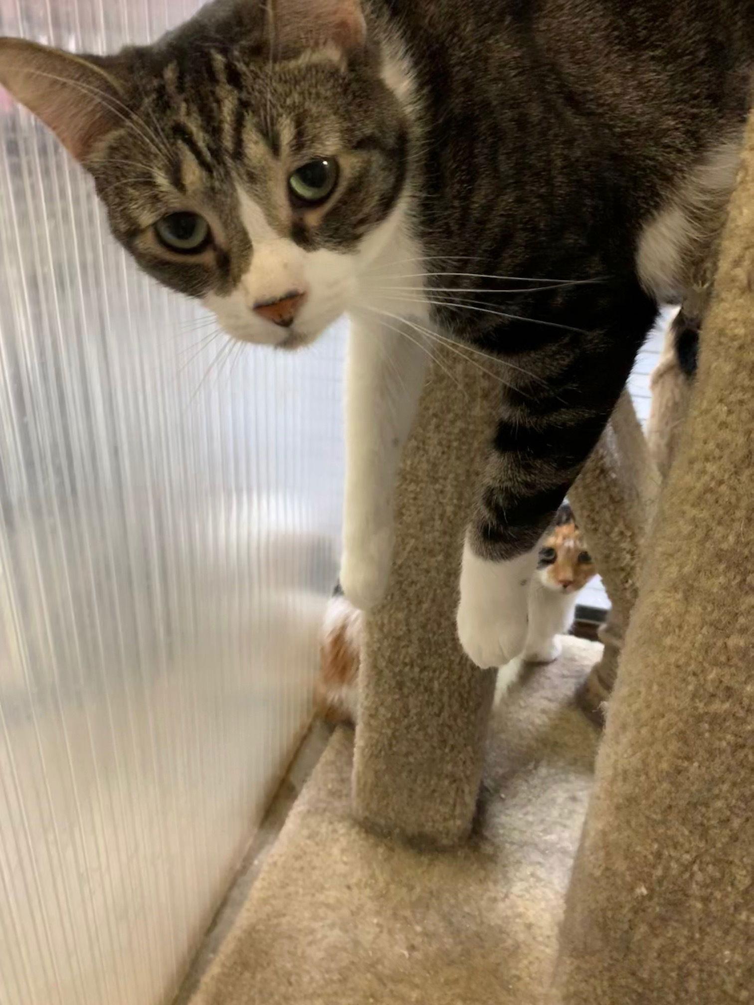 Enlarge Perry, a Adoptable Domestic Short Hair in Margate, FL image 2/3