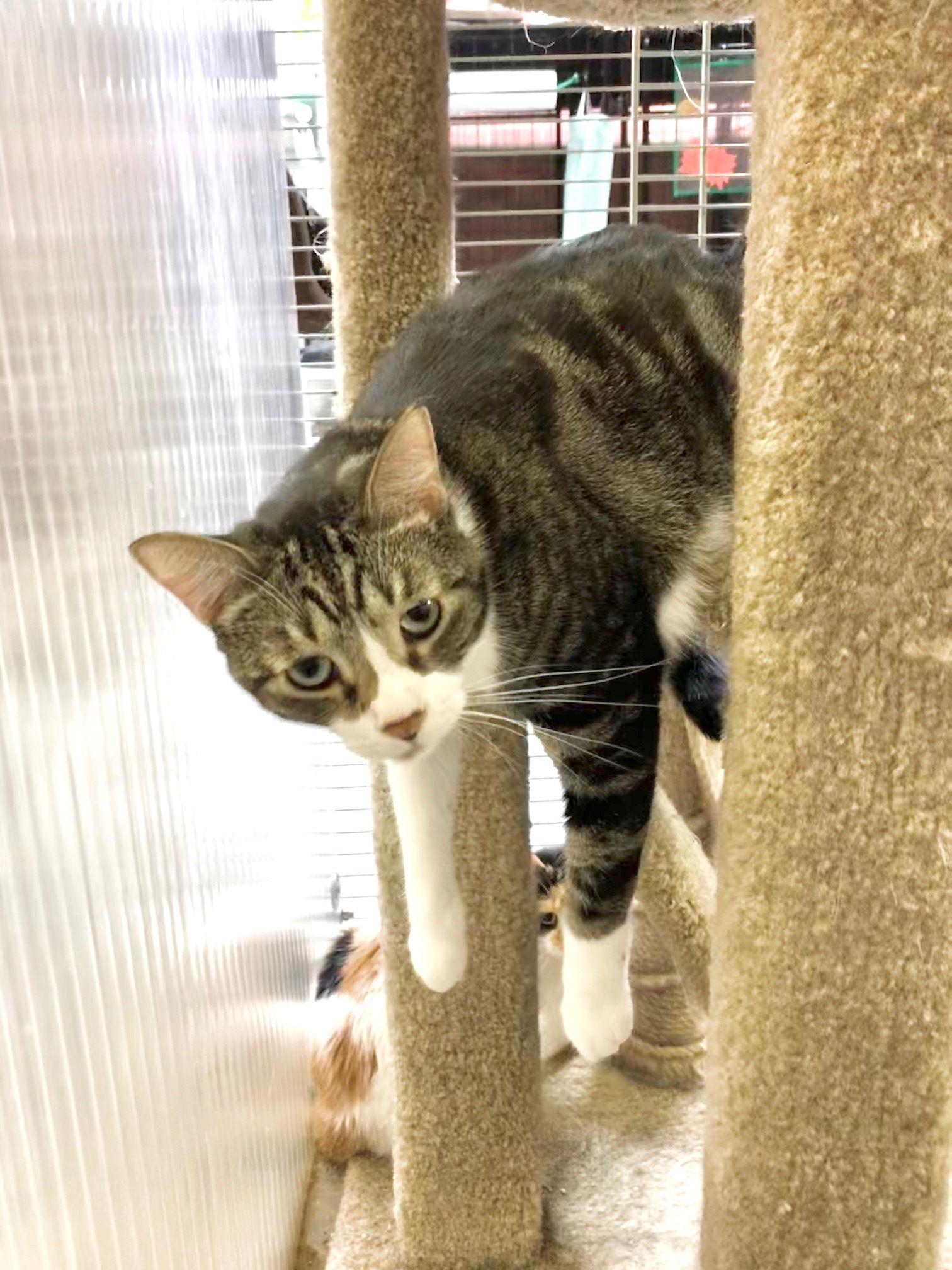 Enlarge Perry, a Adoptable Domestic Short Hair in Margate, FL image 3/3