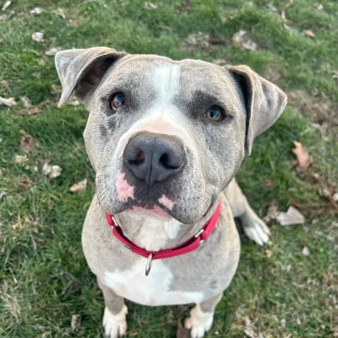Blockbuster, Adoptable, Adult Male Mixed Breed.