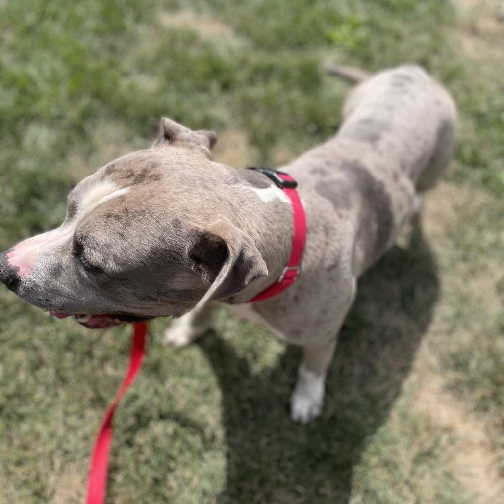 Blockbuster, Adoptable, Adult Male Mixed Breed.