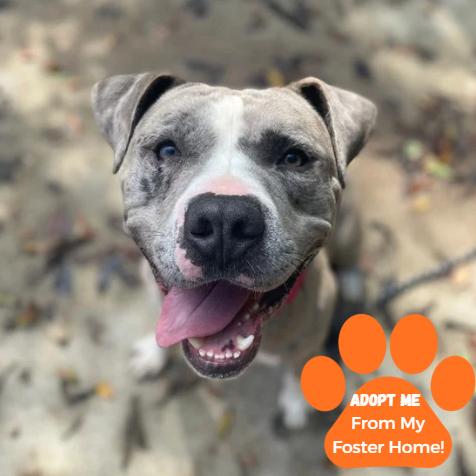 Enlarge Blockbuster, a Adoptable Mixed Breed in Edwardsville, IL image 2/6