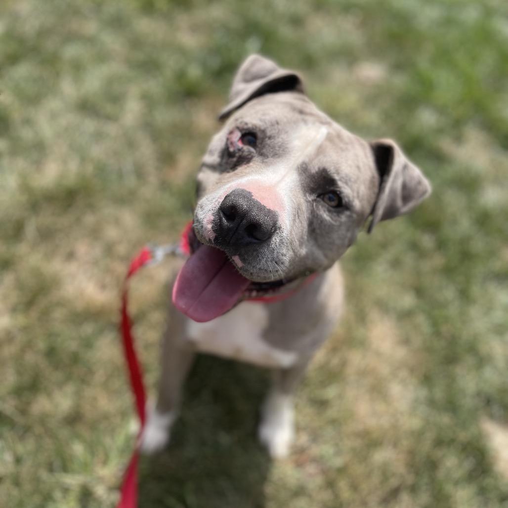 Enlarge Blockbuster, a Adoptable Mixed Breed in Edwardsville, IL image 3/6