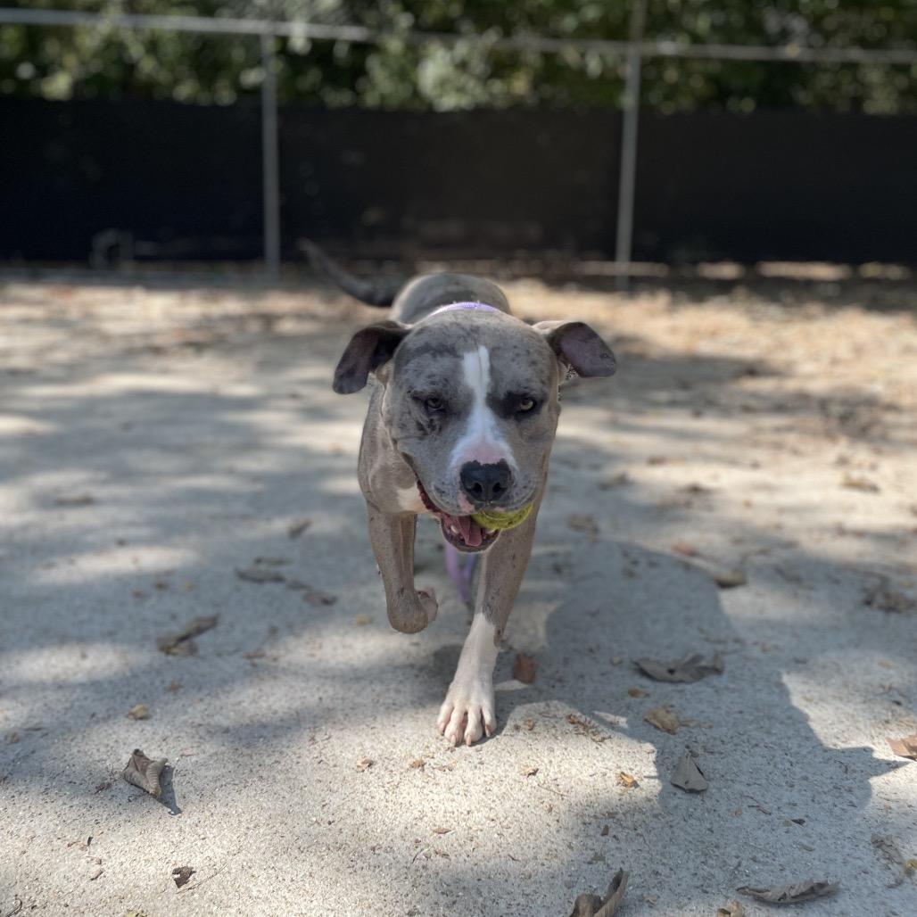 Enlarge Blockbuster, a Adoptable Mixed Breed in Edwardsville, IL image 4/6