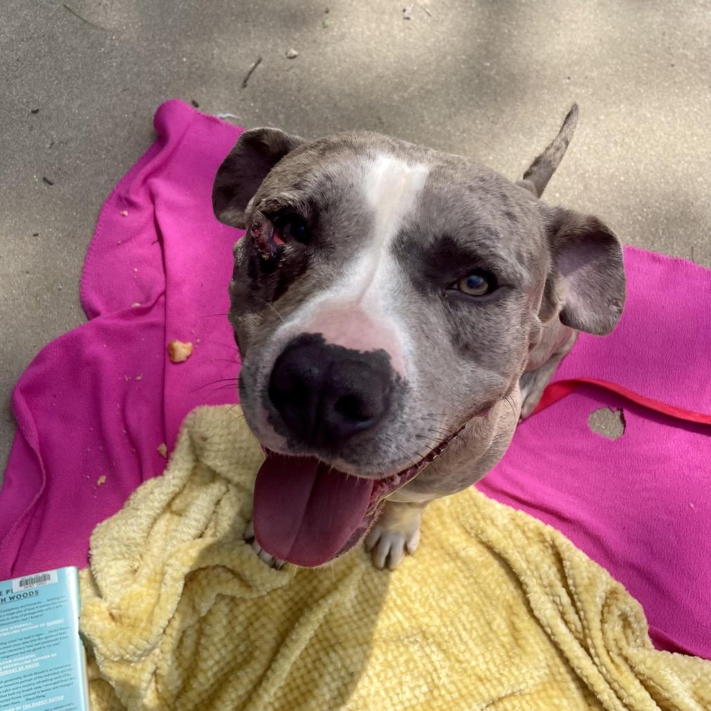 Enlarge Blockbuster, a Adoptable Mixed Breed in Edwardsville, IL image 5/6