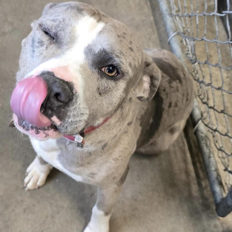 Enlarge Blockbuster, a Adoptable Mixed Breed in Edwardsville, IL image 6/6