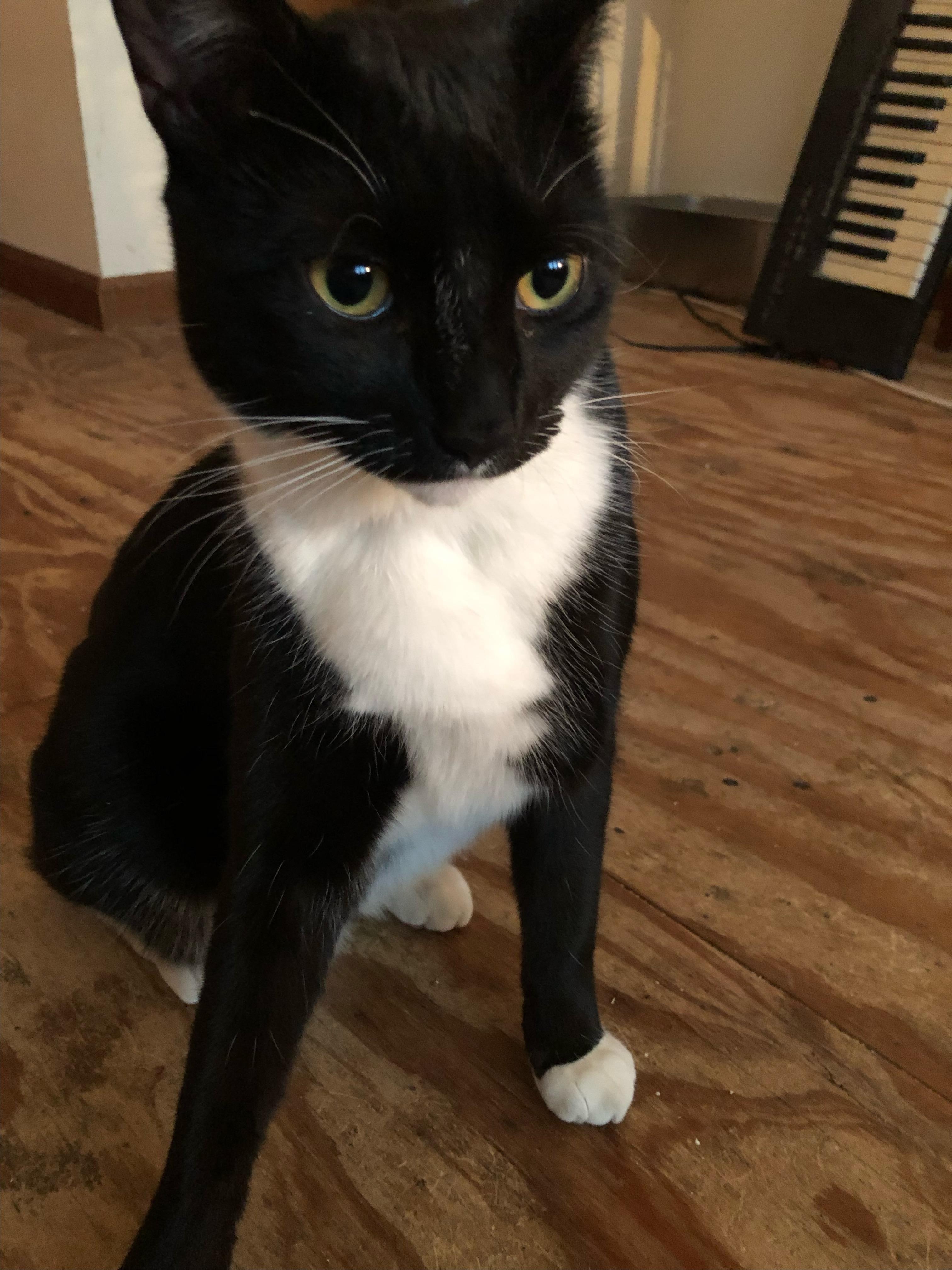 Enlarge Captain Darling - Hes that into you and in your lap, too, a Adoptable Domestic Short Hair in Jamaica Plain, MA image 1/6
