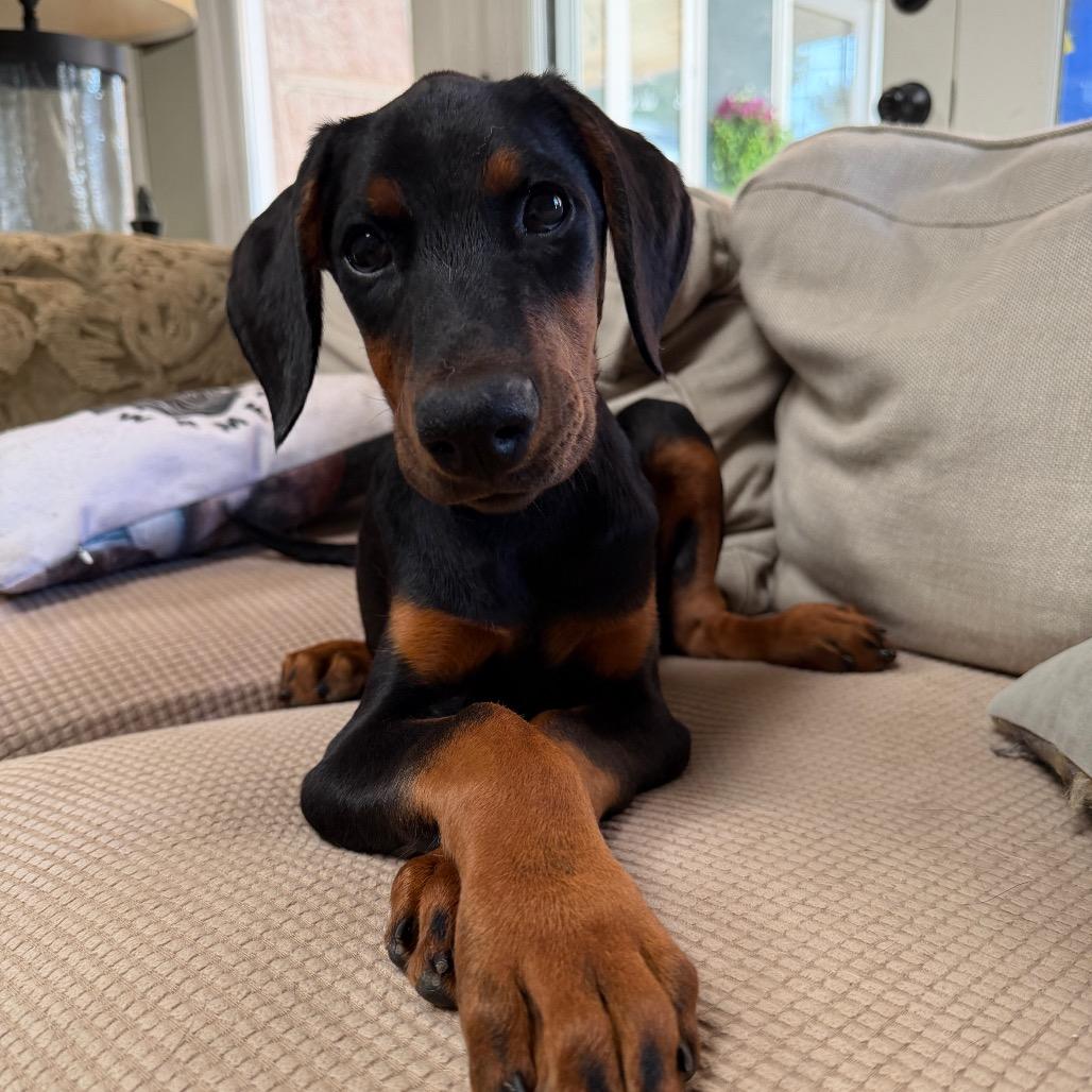 Jess, Adoptable, Puppy Male Doberman Pinscher.