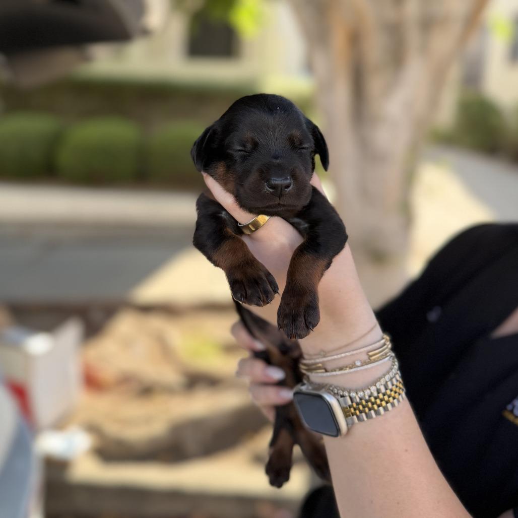 Jess, Adoptable, Puppy Male Doberman Pinscher.