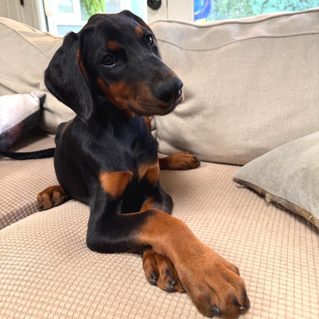 Jess, a Adoptable Doberman Pinscher in Studio City, CA image 3/4