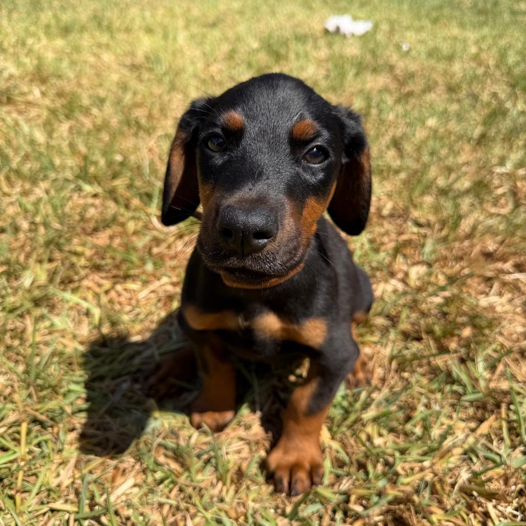 Jess, a Adoptable Doberman Pinscher in Studio City, CA image 2/2