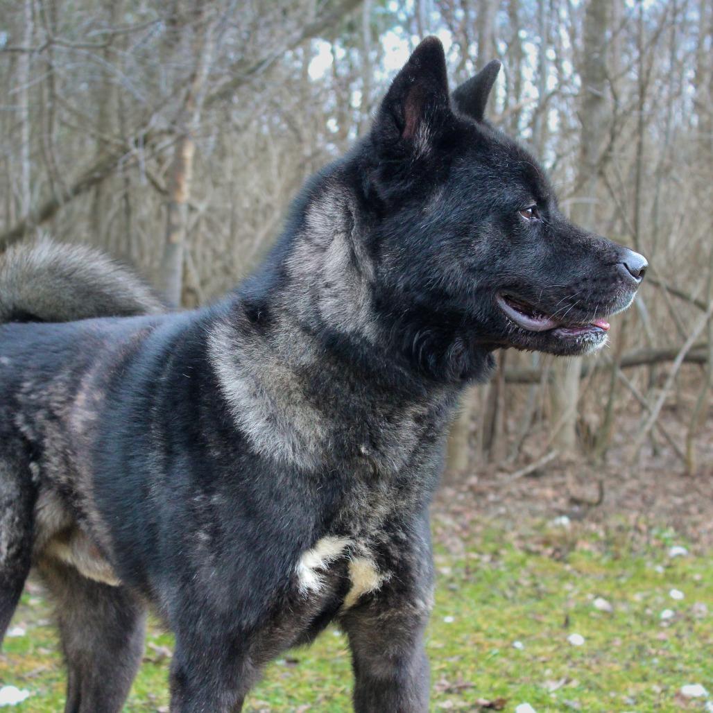Enlarge Capone, a Adoptable Akita in Canastota, NY image 4/5