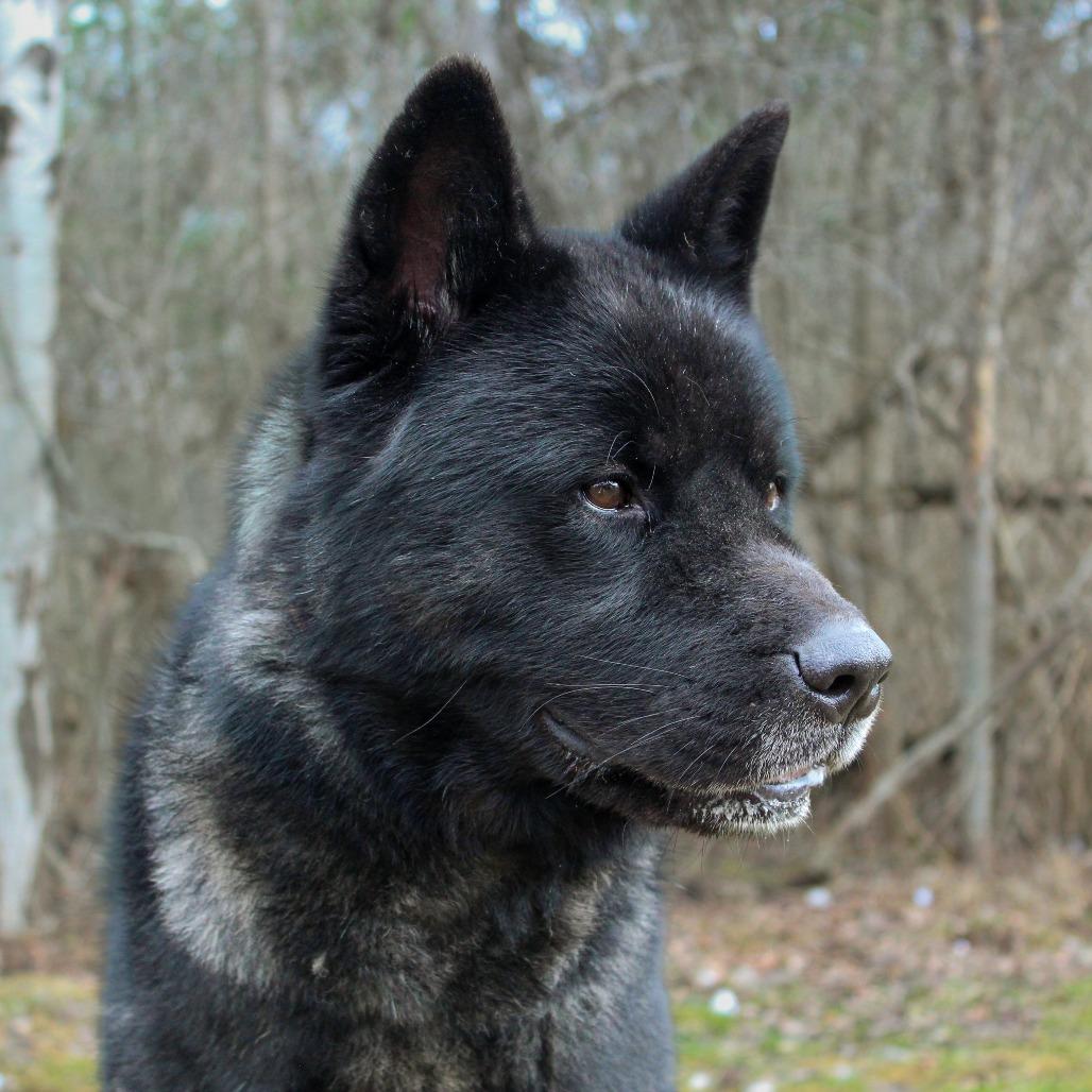 Enlarge Capone, a Adoptable Akita in Canastota, NY image 5/5
