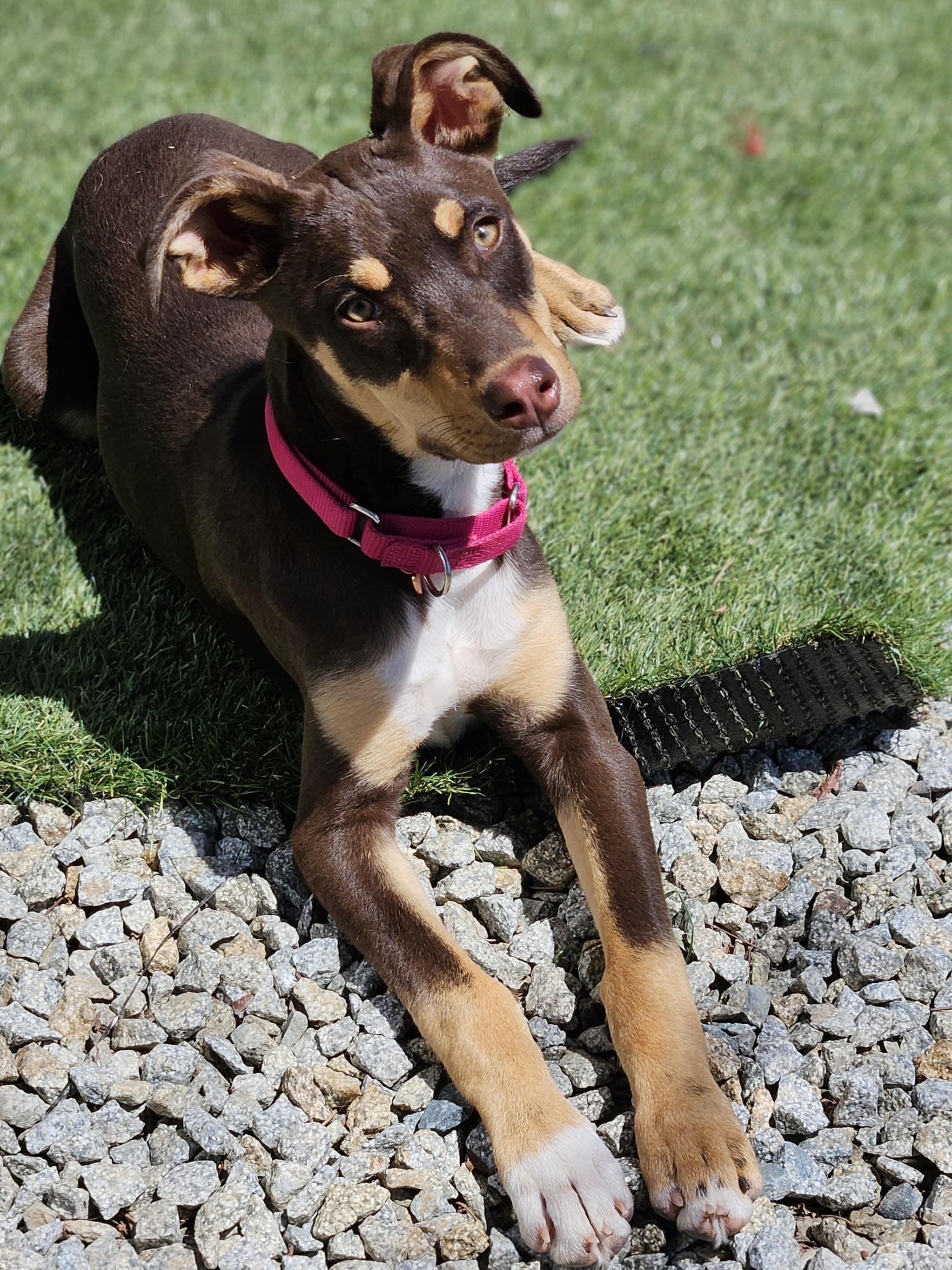 Enlarge Blue (and Lilly), a Adoptable mixed breed in Temecula, CA image 6/6