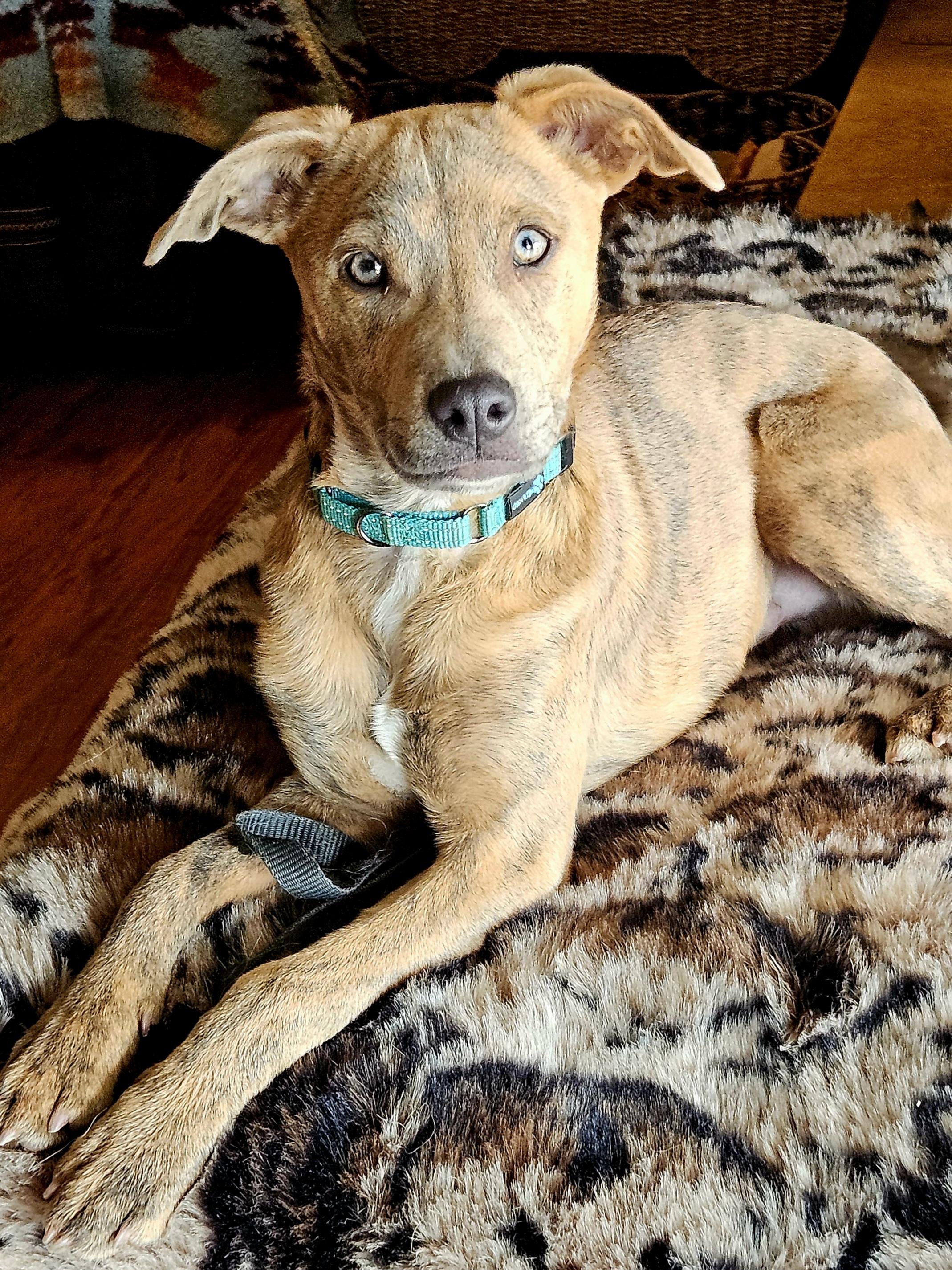 Enlarge Blue (and Lilly), a Adoptable mixed breed in Temecula, CA image 1/6