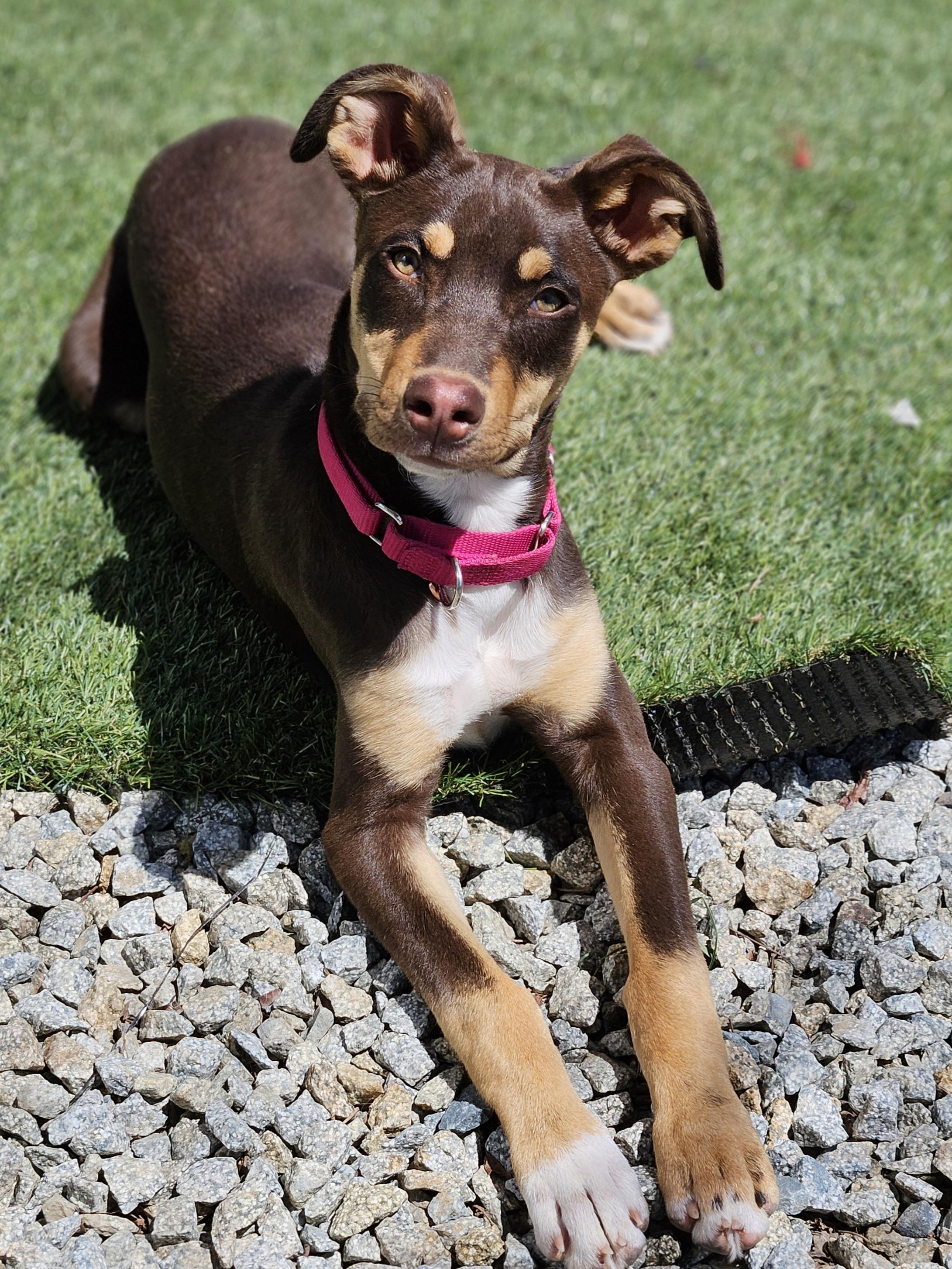 Enlarge Blue (and Lilly), a Adoptable mixed breed in Temecula, CA image 5/6