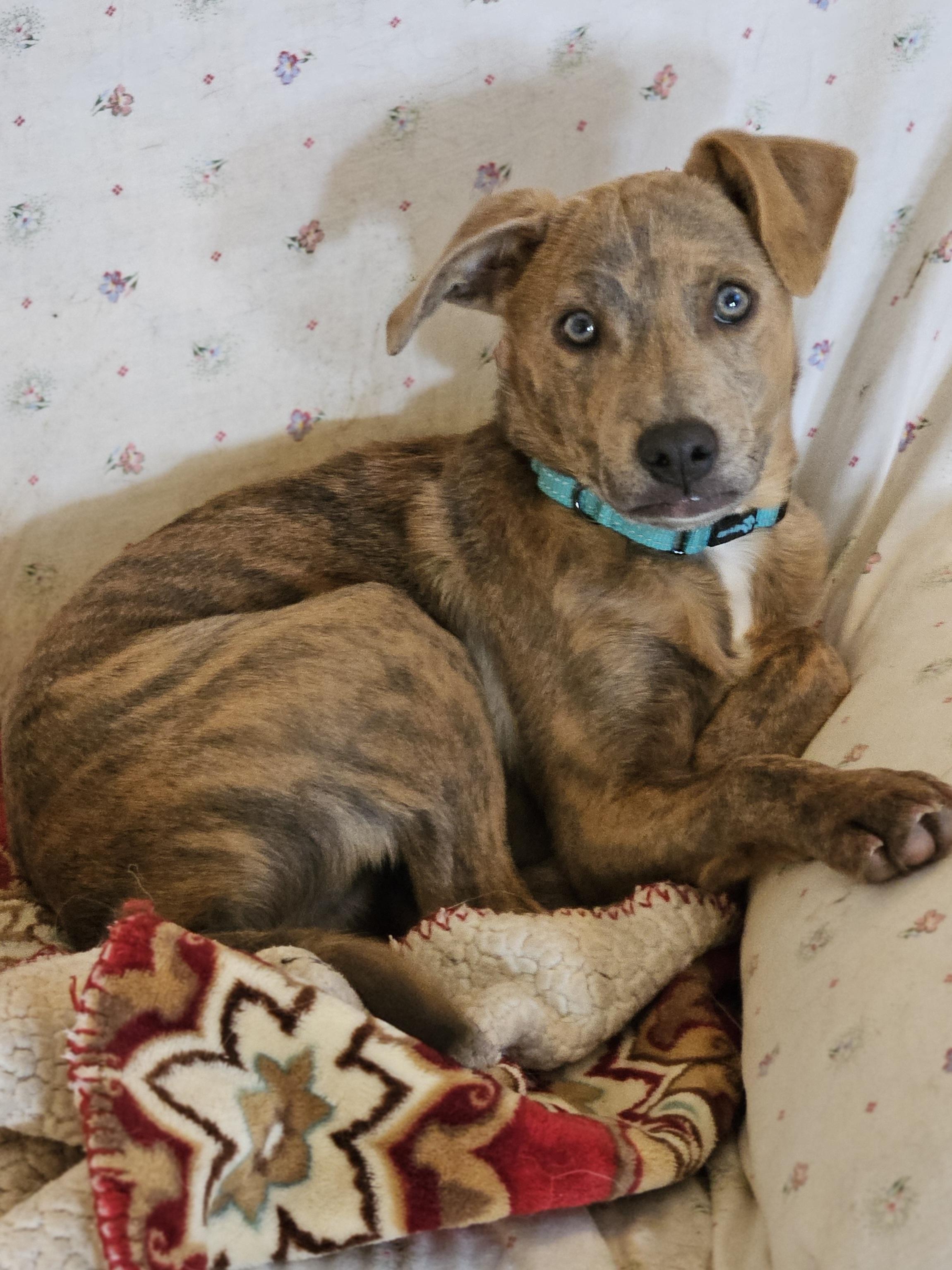 Enlarge Blue (and Lilly), a Adoptable mixed breed in Temecula, CA image 4/6