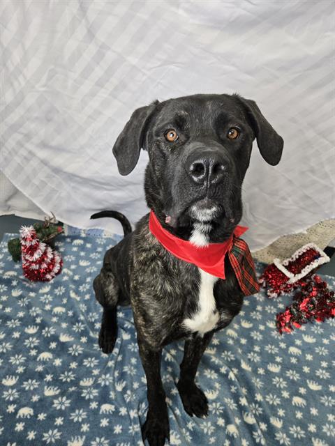 CHINGY, Adoptable, Young Male Cane Corso.