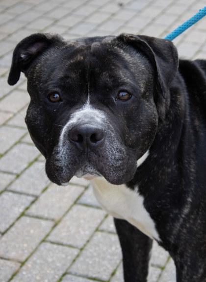 Rico, Adoptable, Adult Male Mixed Breed & Mixed Breed.