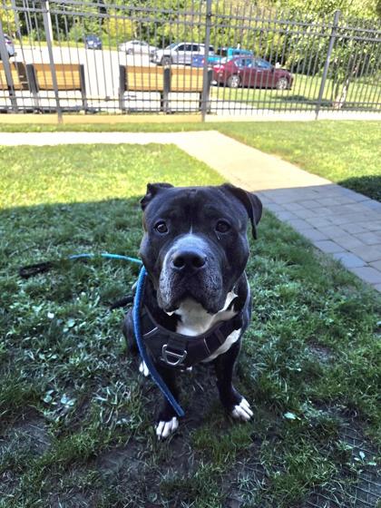 Enlarge Rico, a Adoptable mixed breed in Fallston, MD image 2/2