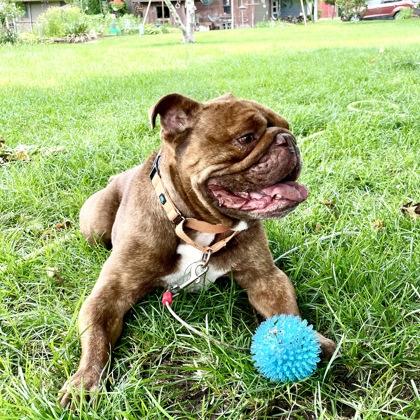 Marlow, a Adoptable mixed breed in Burlington, WI image 1/3