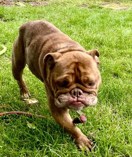 Marlow, a Adoptable mixed breed in Burlington, WI image 2/3