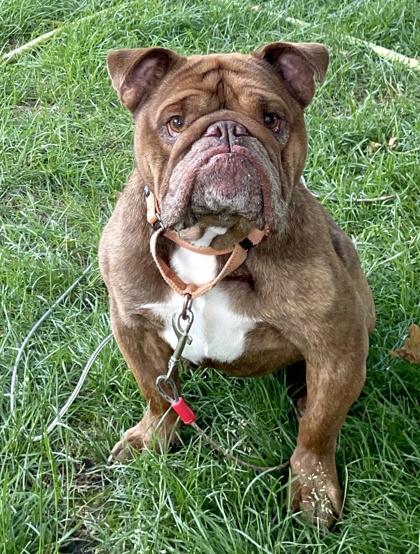 Marlow, a Adoptable mixed breed in Burlington, WI image 3/3