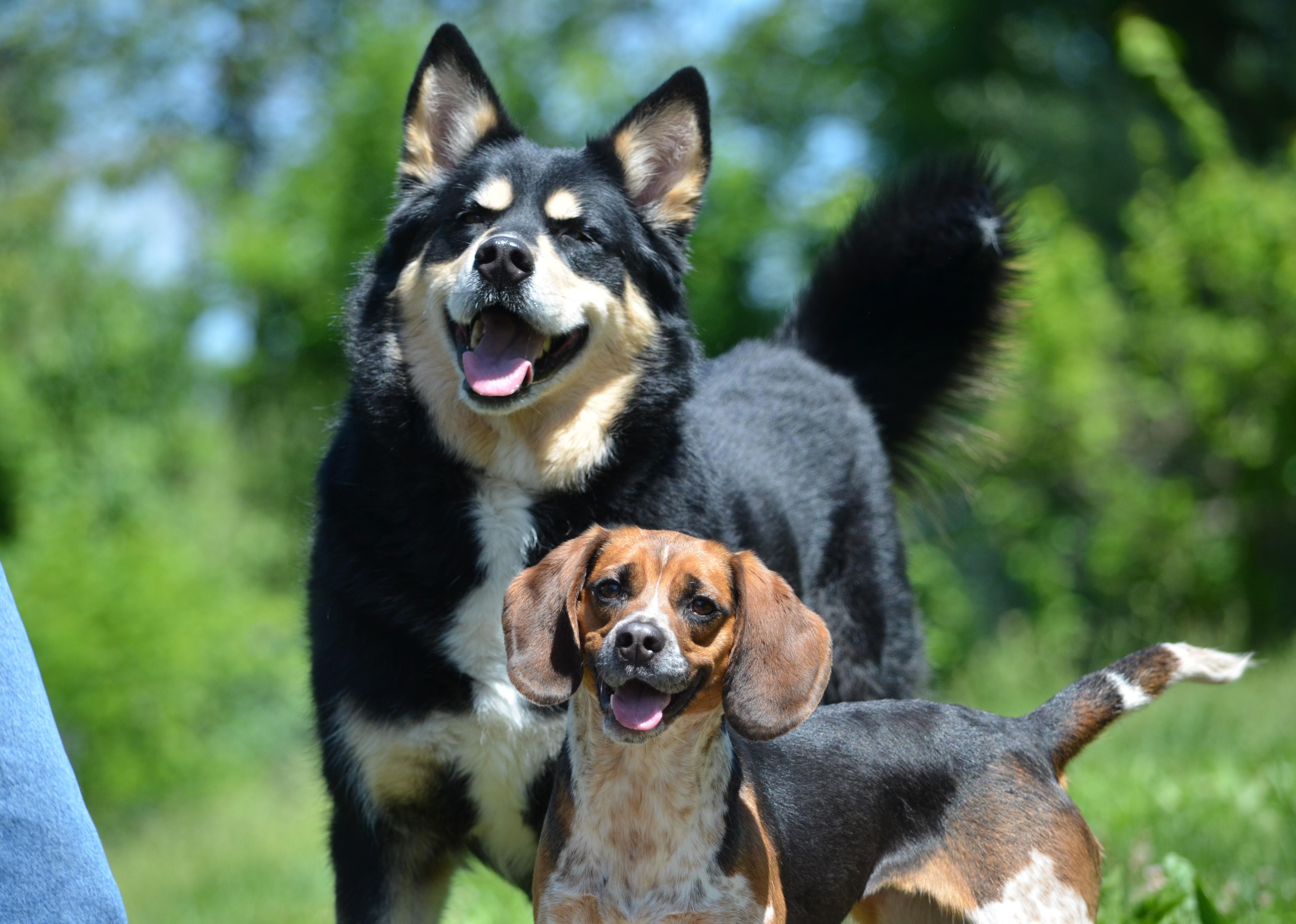 Yuna AKA Buggy, a ADOPTABLE mixed breed in Amissville, VA image 3/3