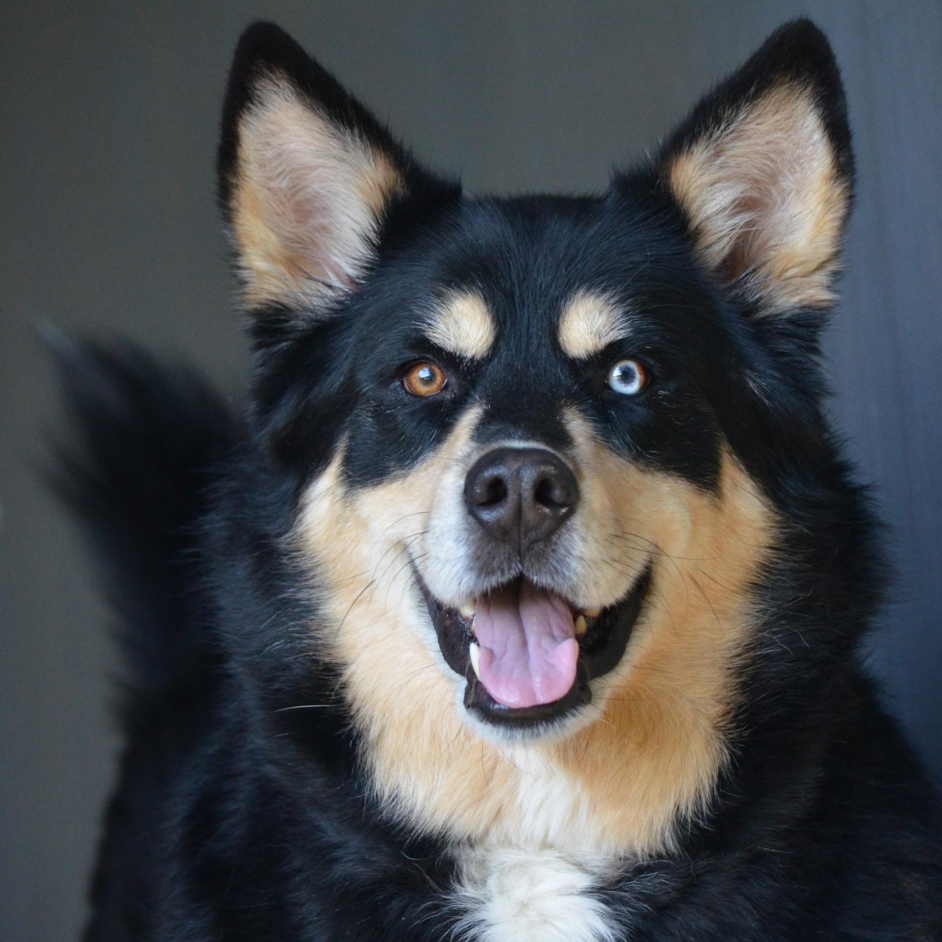 Yuna AKA Buggy, a ADOPTABLE mixed breed in Amissville, VA image 1/3