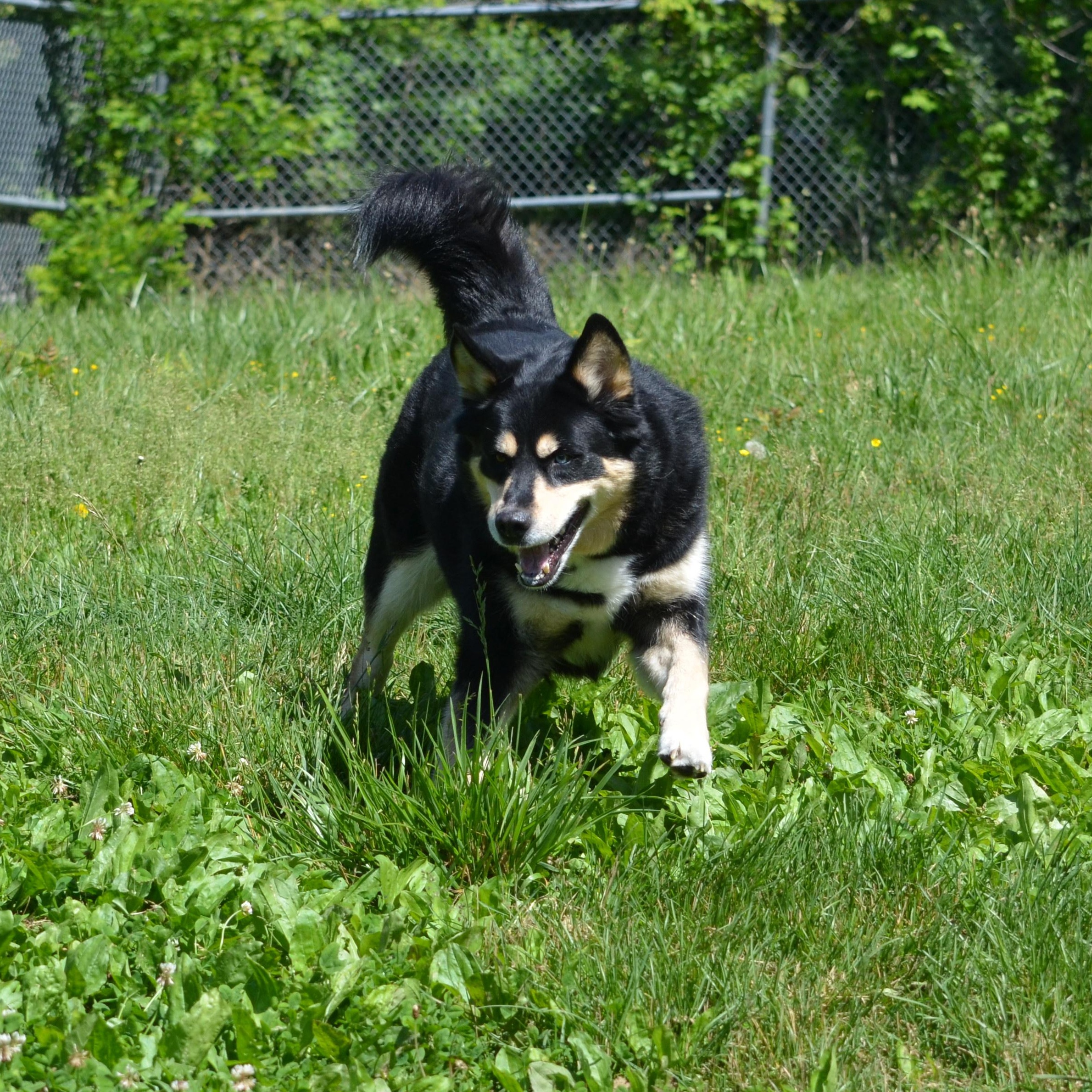 Yuna AKA Buggy, a ADOPTABLE mixed breed in Amissville, VA image 2/3