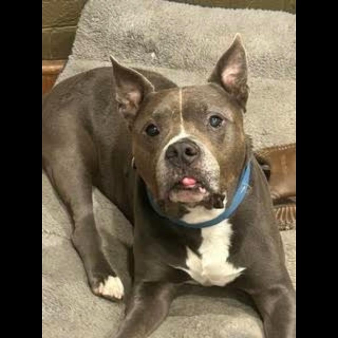 Enlarge JD (tripod), a Adoptable mixed breed in Midlothian, VA image 1/6
