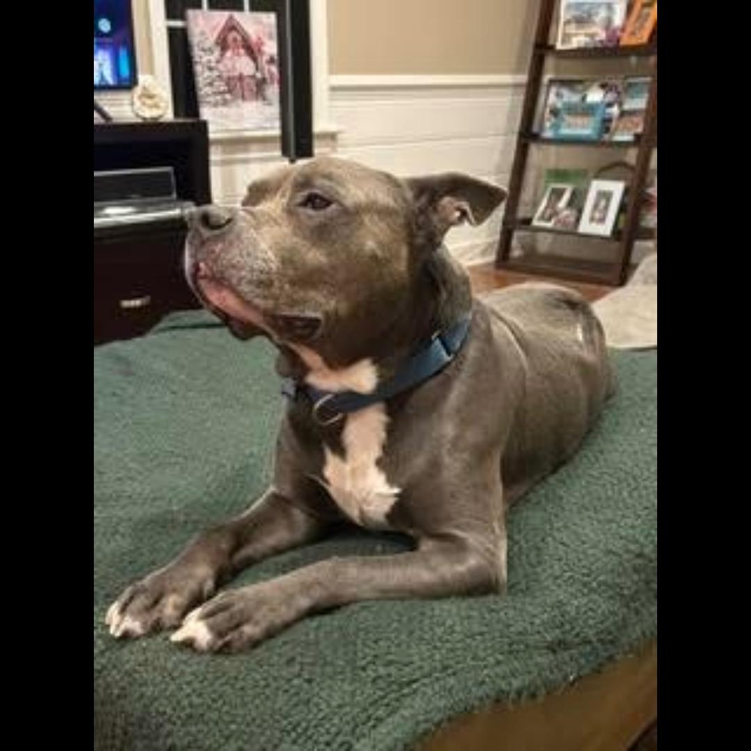 Enlarge JD (tripod), a Adoptable mixed breed in Midlothian, VA image 2/6