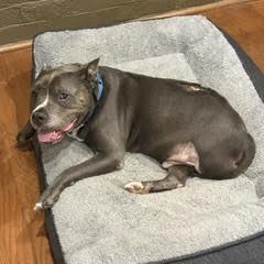 Enlarge JD (tripod), a Adoptable mixed breed in Midlothian, VA image 5/6