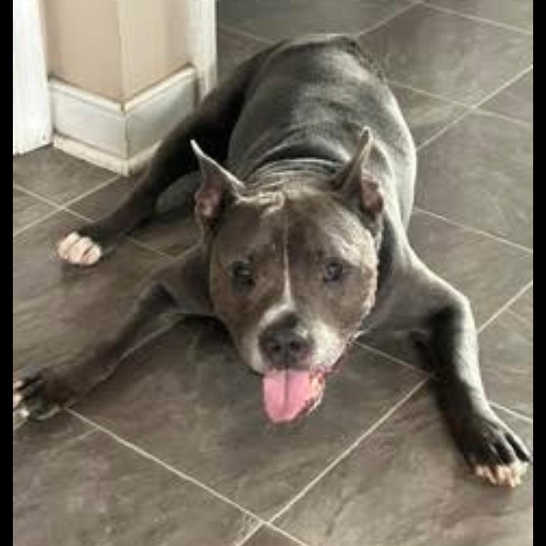 Enlarge JD (tripod), a Adoptable mixed breed in Midlothian, VA image 3/6
