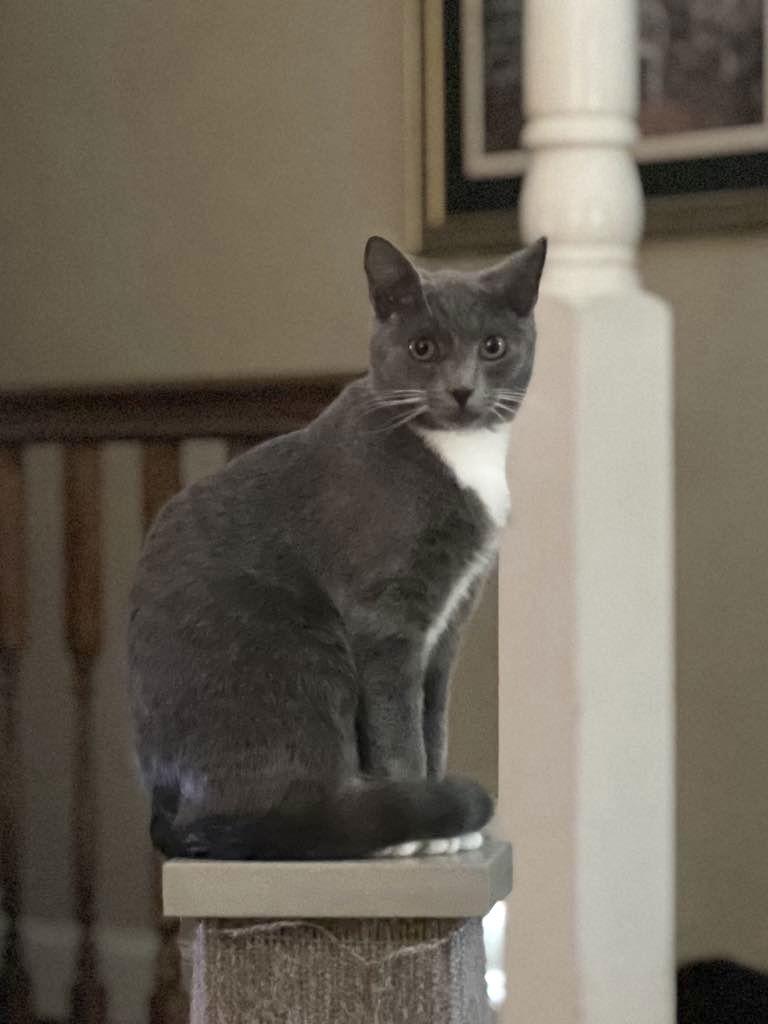 Mr. Darcy, Adoptable, Young Male Domestic Short Hair.