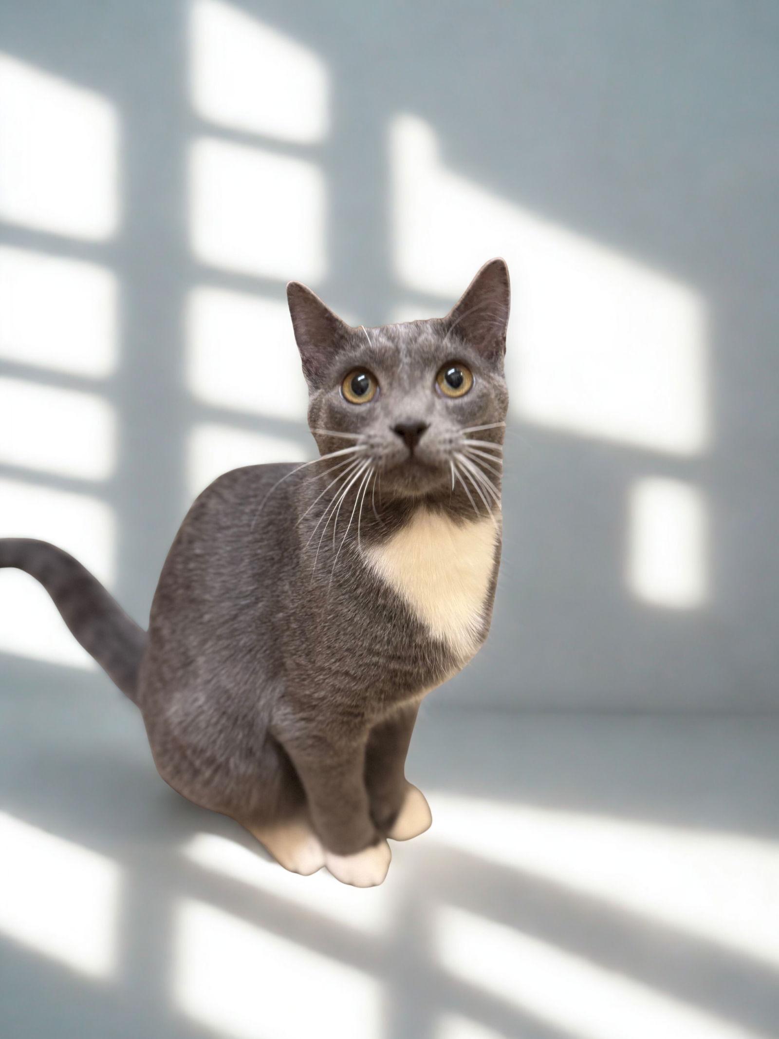 Mr. Darcy, a Adoptable Domestic Short Hair in Camden, SC image 2/3