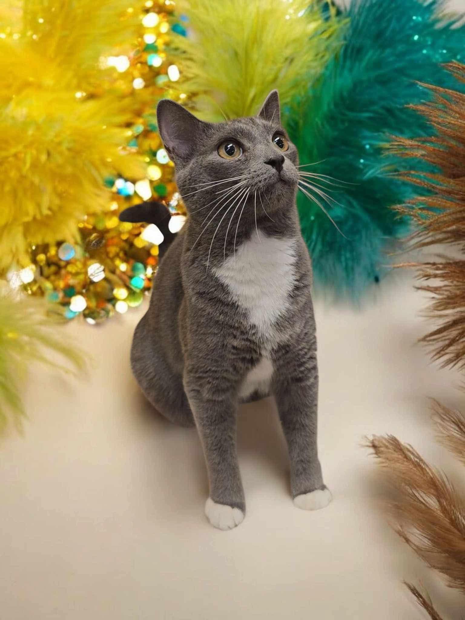 Mr. Darcy, a Adoptable Domestic Short Hair in Camden, SC image 3/3