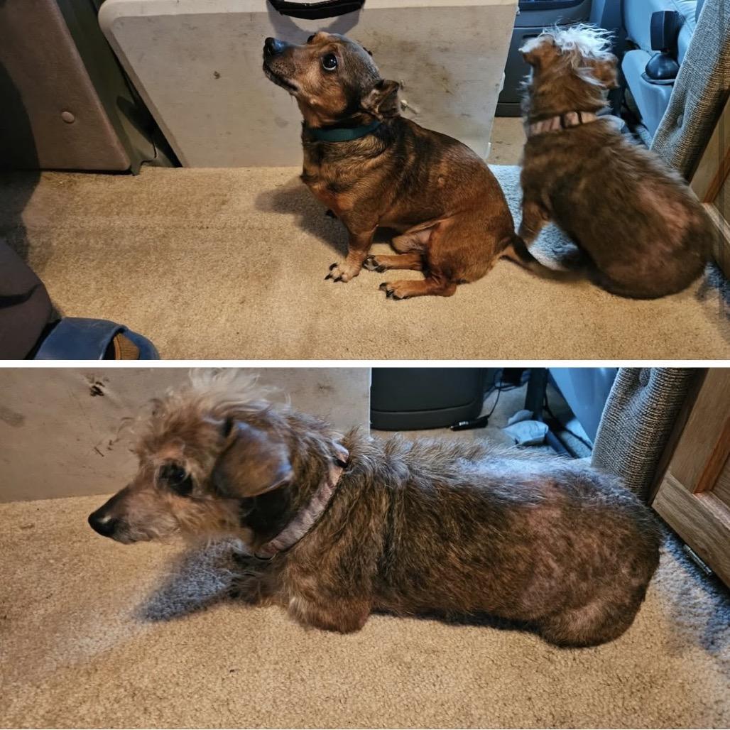 Enlarge Maggie, a Adoptable Yorkshire Terrier in Festus, MO image 1/5