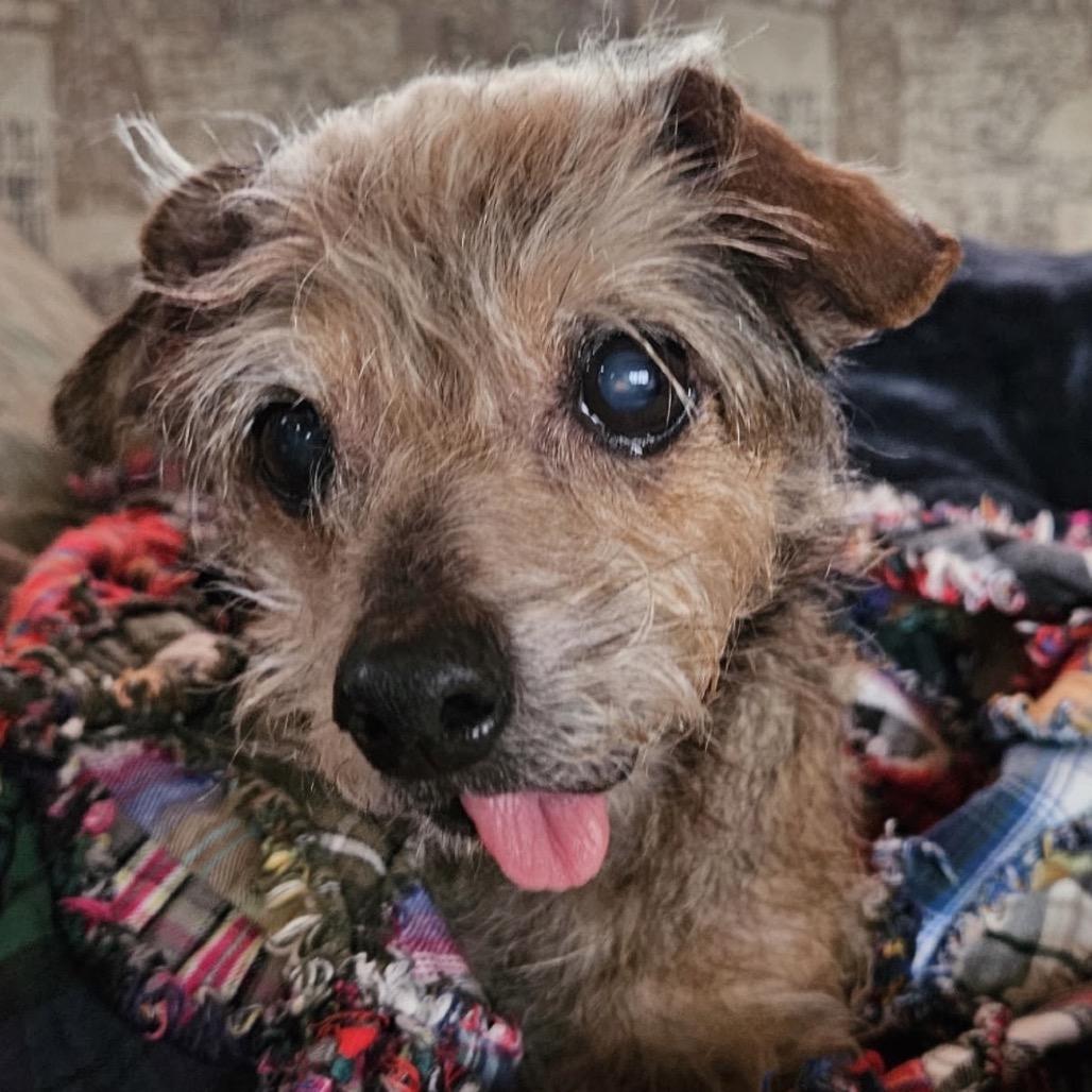 Enlarge Maggie, a Adoptable Yorkshire Terrier in Festus, MO image 3/5