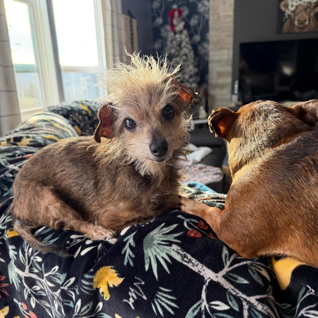 Enlarge Maggie, a Adoptable Yorkshire Terrier in Festus, MO image 4/5