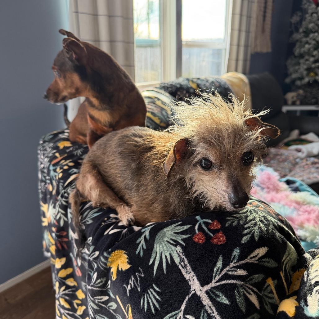 Enlarge Maggie, a Adoptable Yorkshire Terrier in Festus, MO image 5/5