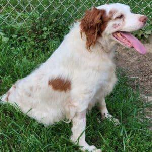 SPOT #20041073 OK, Adoptable, Senior Male Brittany Spaniel.