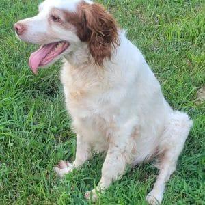 Enlarge SPOT   #20041073   OK, a Adoptable Brittany Spaniel in Sugar Grove, IL image 2/3