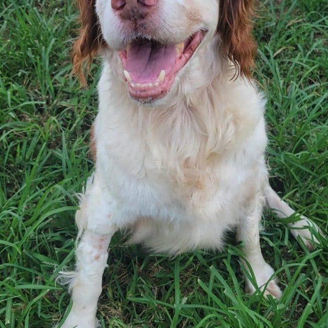 Enlarge SPOT   #20041073   OK, a Adoptable Brittany Spaniel in Sugar Grove, IL image 3/3