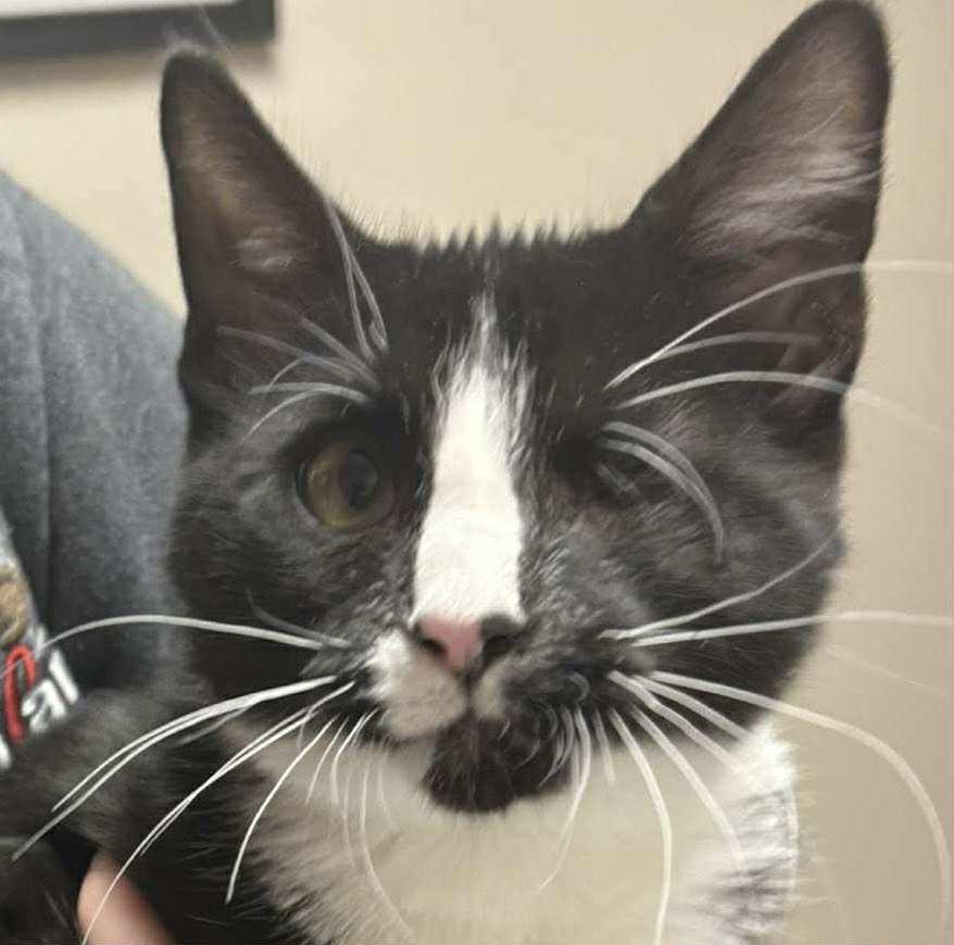 Starr, Adoptable, Kitten Female Domestic Short Hair.